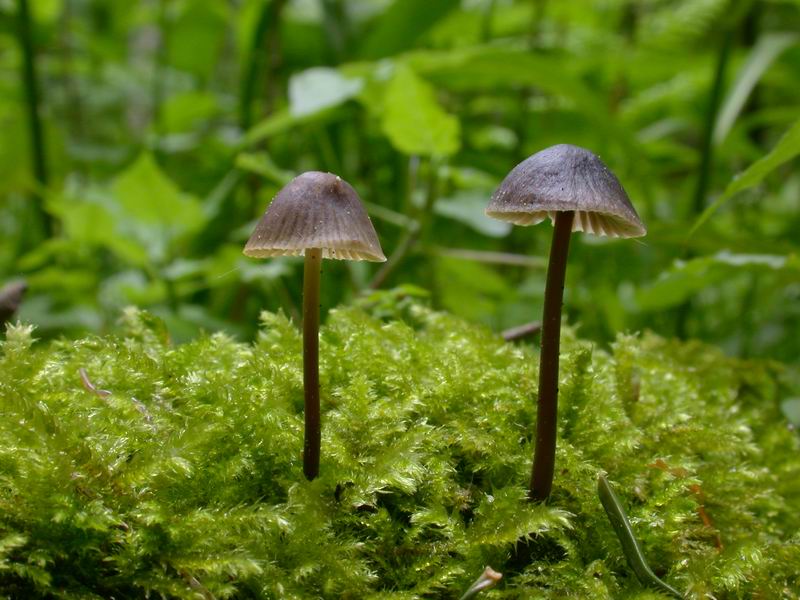 Da determinare ....Mycena